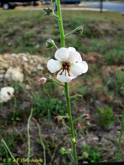 {Verbascum blattaria}